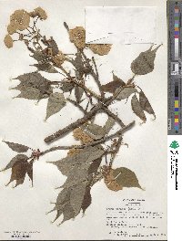 Prunus serrulata image