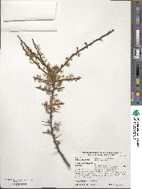 Prunus spinosa image