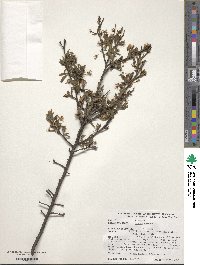 Prunus spinosa image