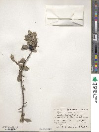 Prunus spinosa image