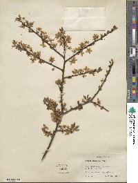 Prunus spinosa image