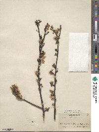 Prunus spinosa image