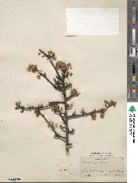 Prunus spinosa image