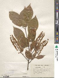 Prunus ssiori image