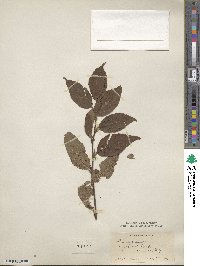 Prunus ssiori image