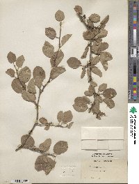 Prunus subcordata image