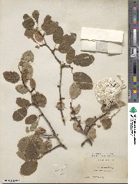 Prunus subcordata image