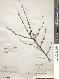 Prunus sibirica image