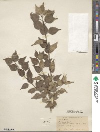 Prunus sibirica image