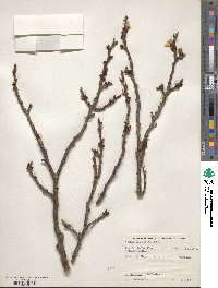 Prunus simonii image