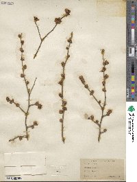 Prunus simonii image