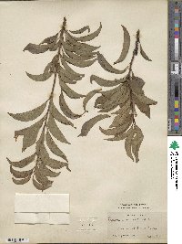Prunus simonii image