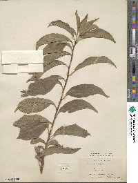 Prunus simonii image