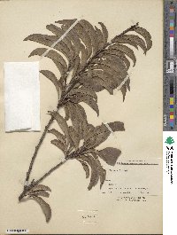 Prunus simonii image