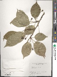 Prunus speciosa image