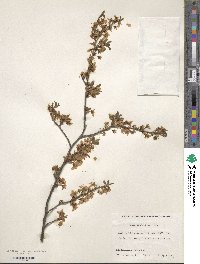 Prunus spinosa image