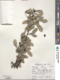 Prunus spinosa image