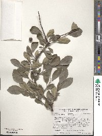 Prunus spinosa image