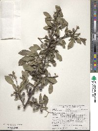 Prunus spinosa image