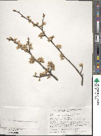 Prunus spinosa image