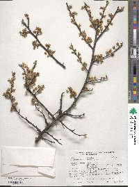 Prunus spinosa image