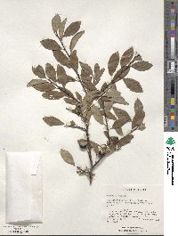 Prunus spinosa image