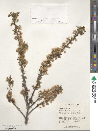 Prunus spinosa image