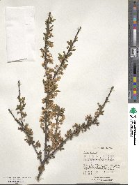 Prunus spinosa image