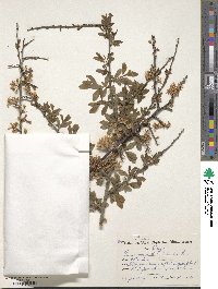 Prunus spinosa image