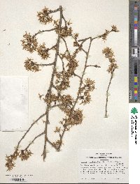 Prunus itosakura image