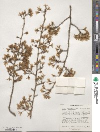 Prunus itosakura image