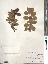 Prunus tomentosa image