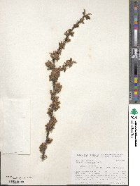 Prunus tomentosa image