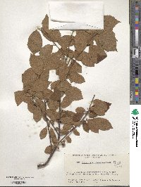 Prunus tomentosa image