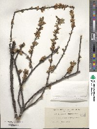 Prunus tomentosa image