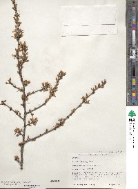 Prunus tomentosa image