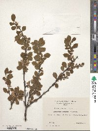 Prunus tomentosa image