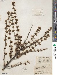 Prunus tomentosa image