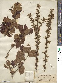 Prunus tomentosa image