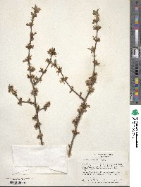 Prunus tomentosa image