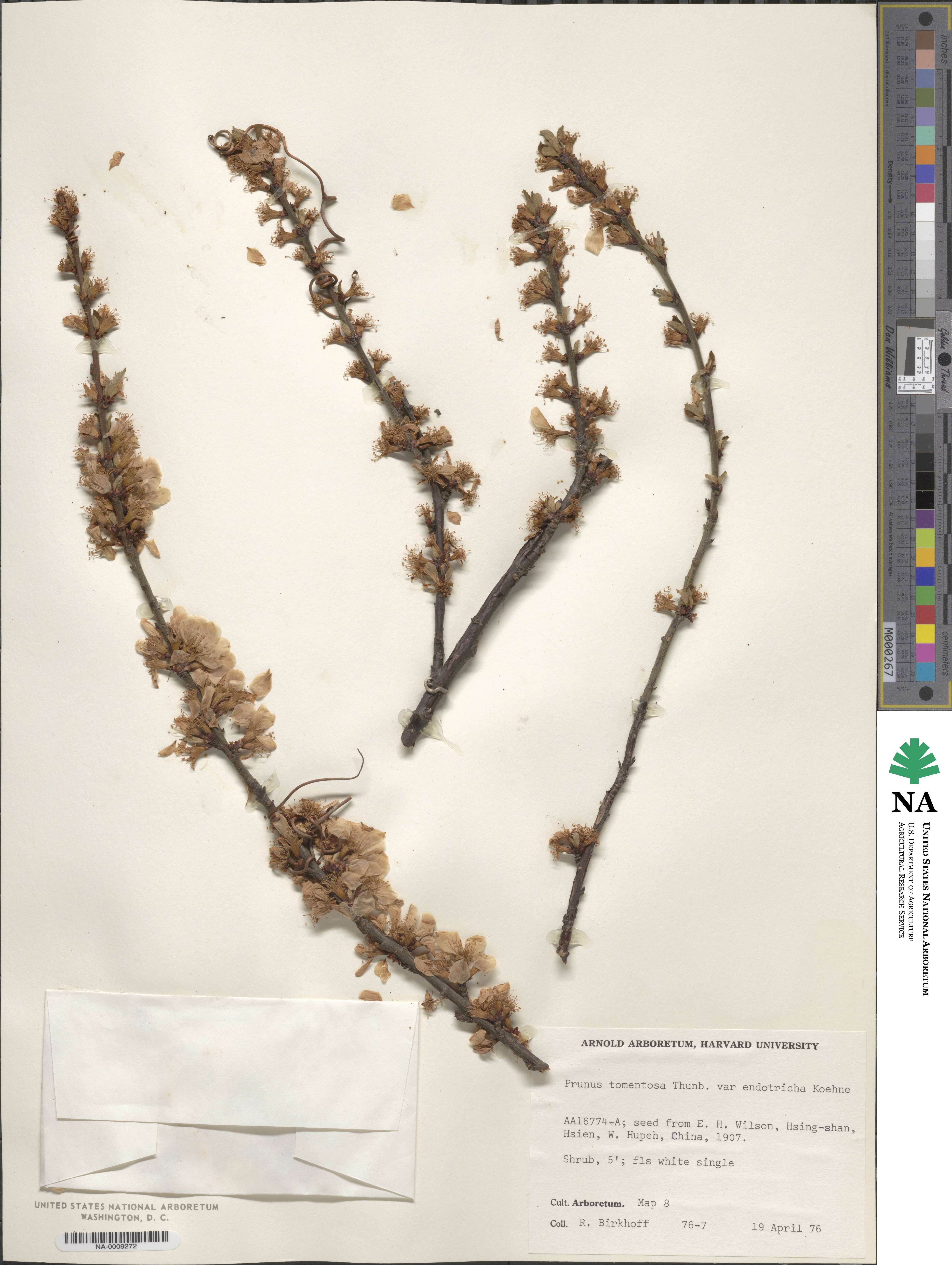 Prunus tomentosa image