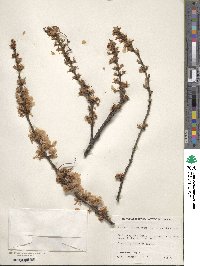 Prunus tomentosa image