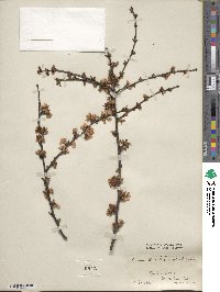 Prunus tomentosa image