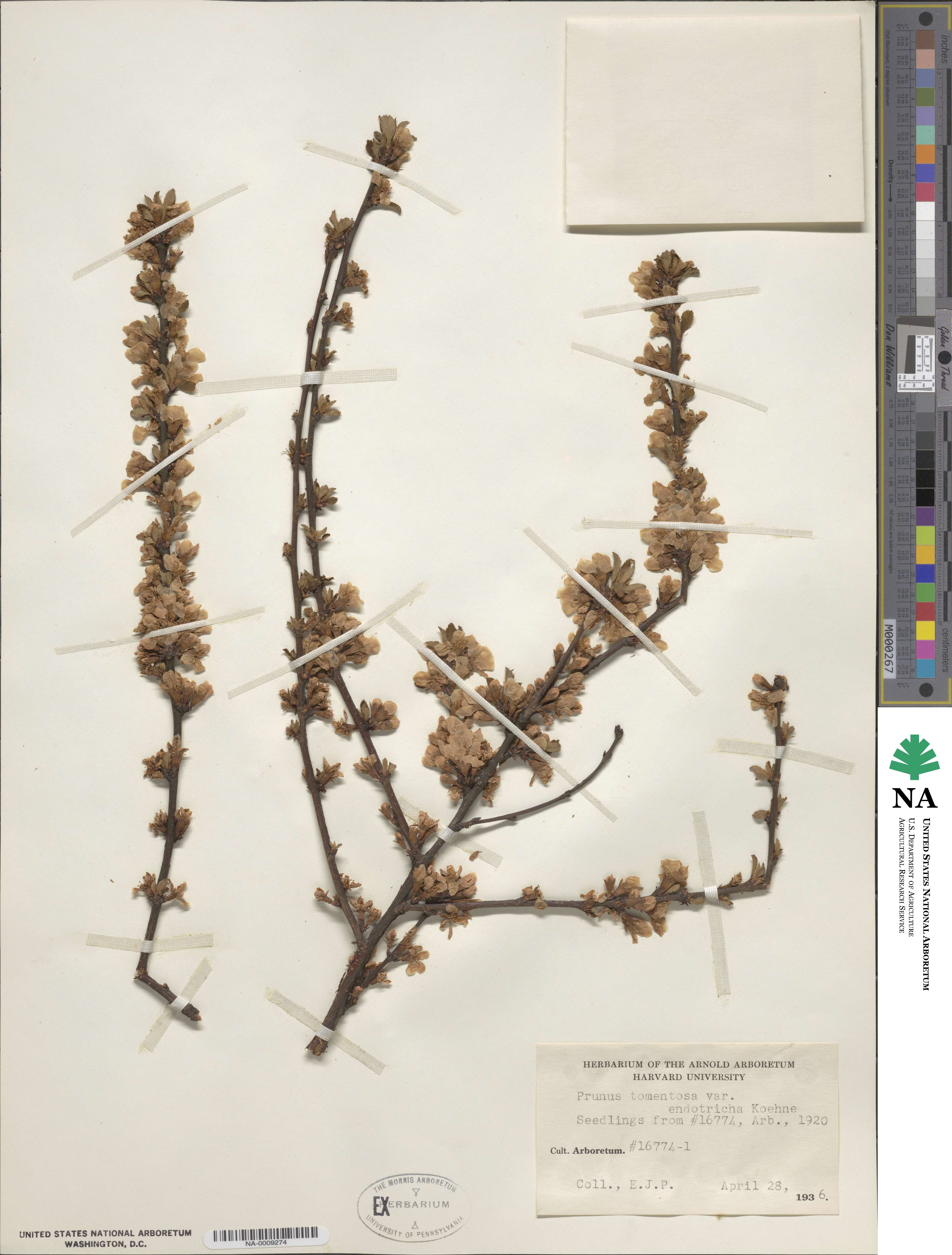 Prunus tomentosa image