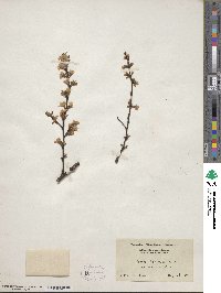 Prunus tomentosa image