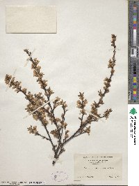 Prunus tomentosa image