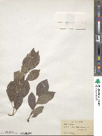 Prunus salicina image