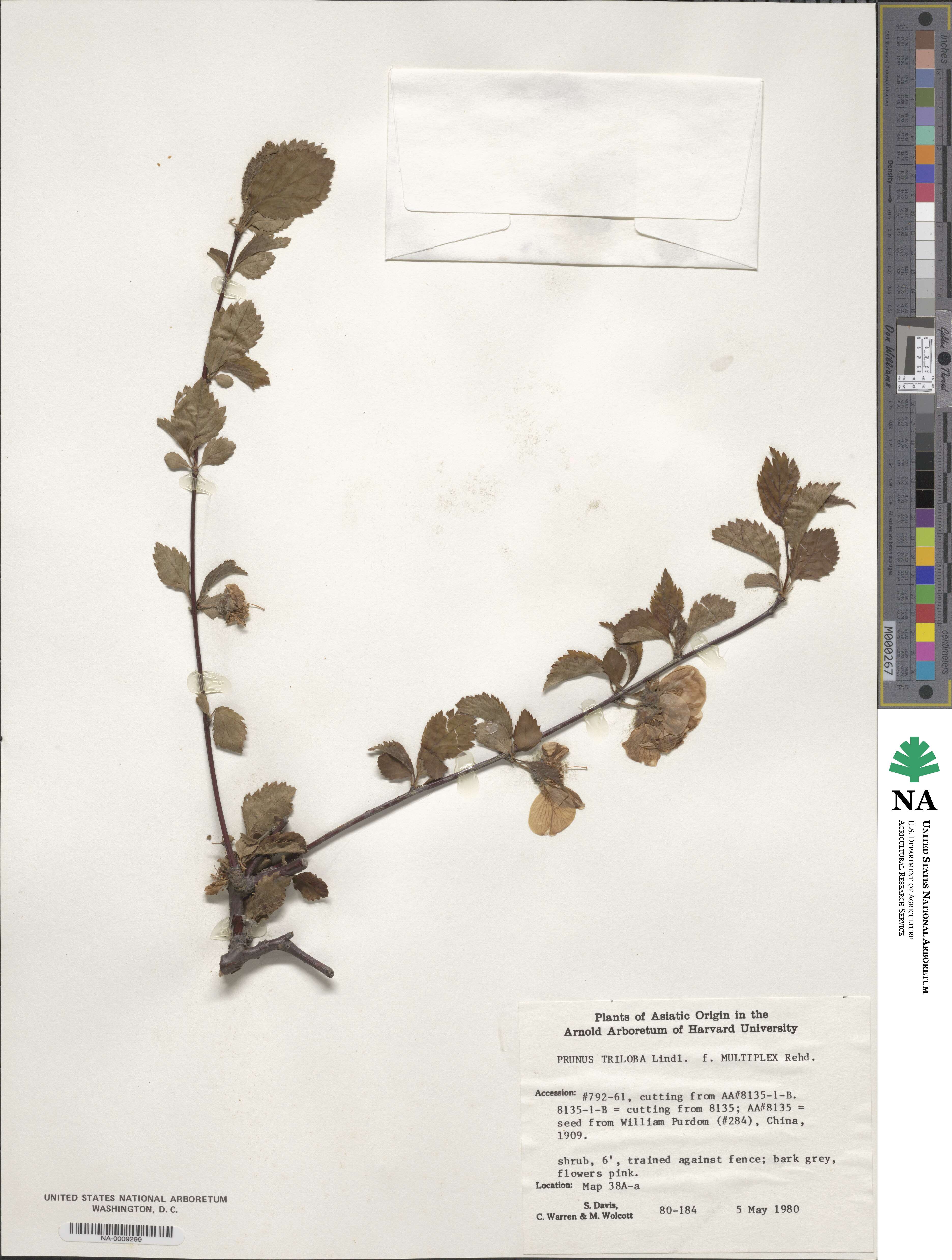 Prunus triloba image