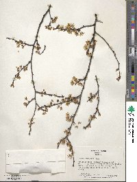 Prunus umbellata image