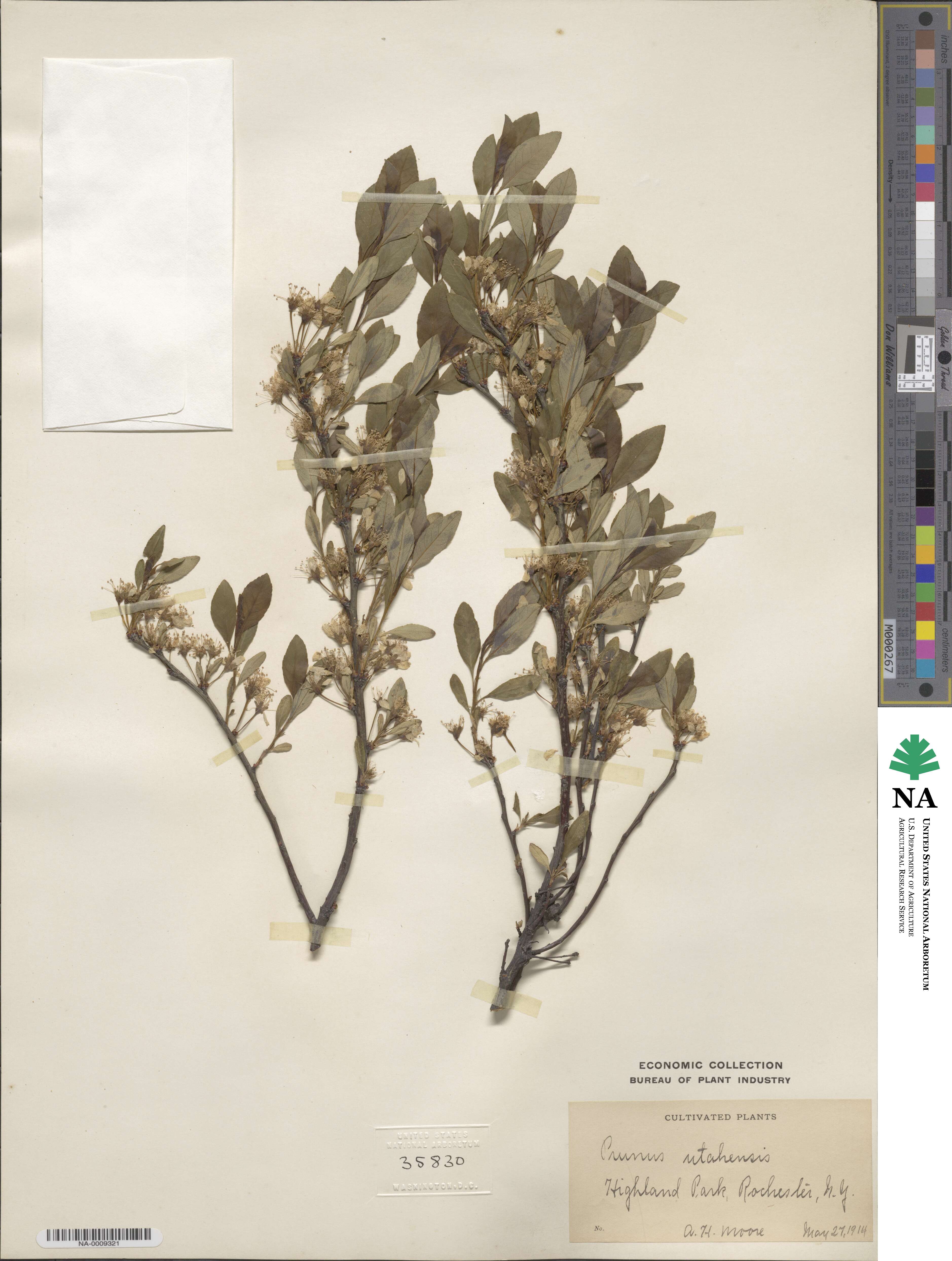 Prunus × utahensis image